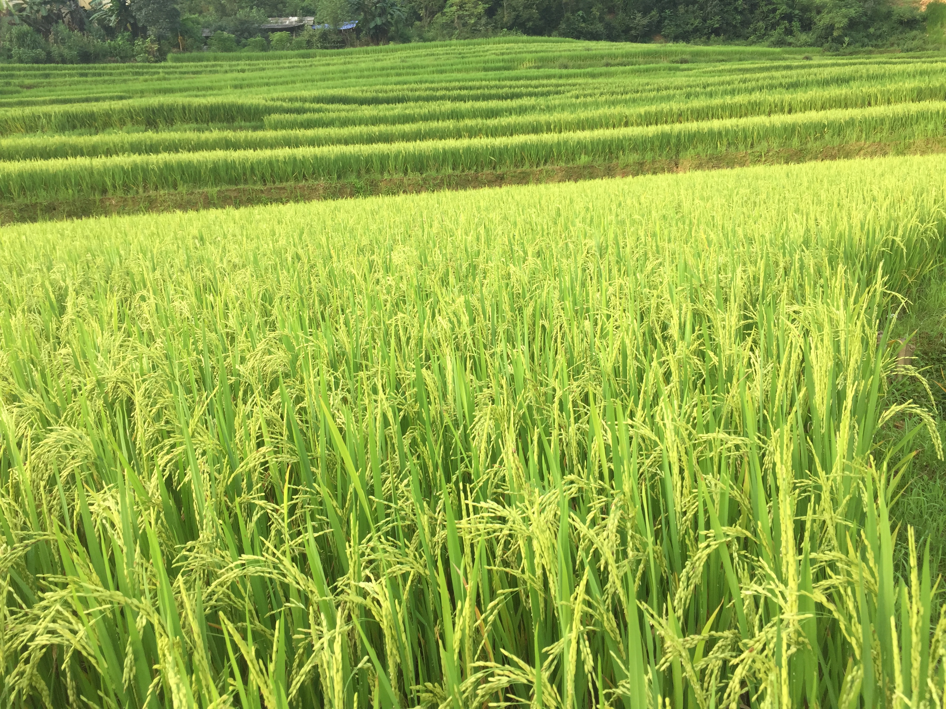 Hoang Su Phi – The pristine beauty