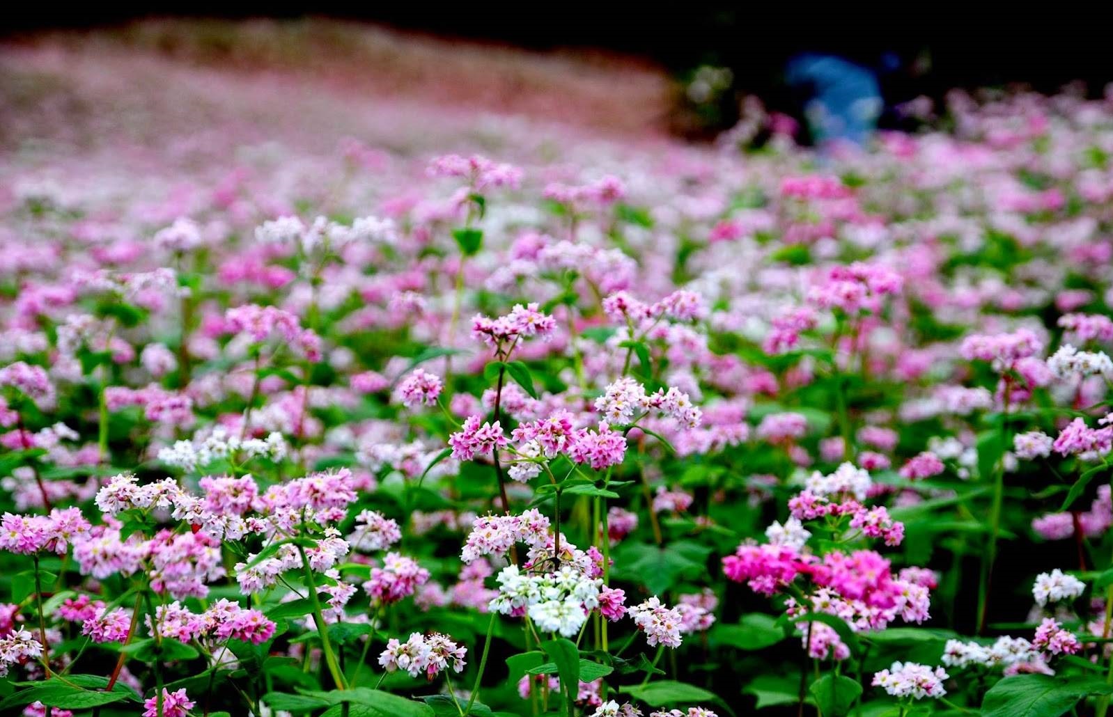 Tam Giac Mach (Buckwheat) Flower Season in Ha Giang?