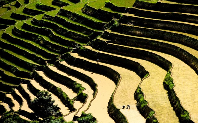 The terraced fields of Hoang Su Phi in rainy season