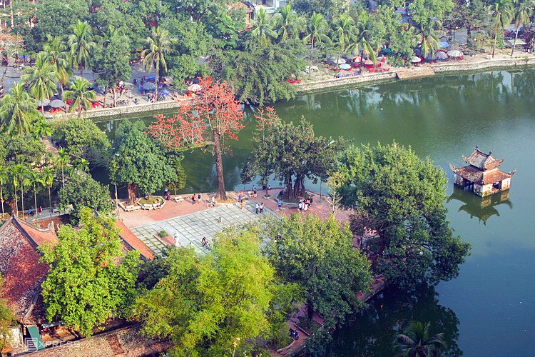 Kapok trees herald summer in Hanoi