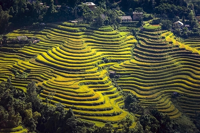The season of northern Vietnam's rice terraces