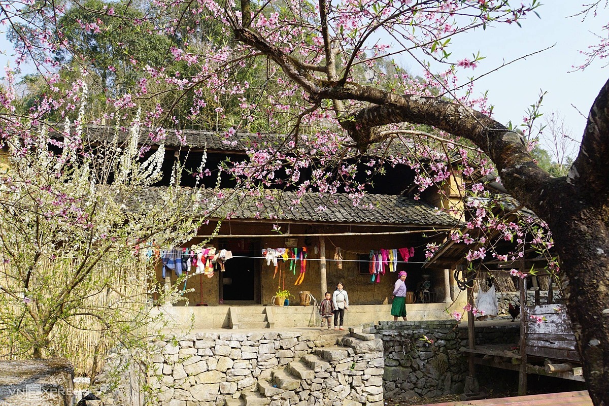 The blooming flower season in Ha Giang