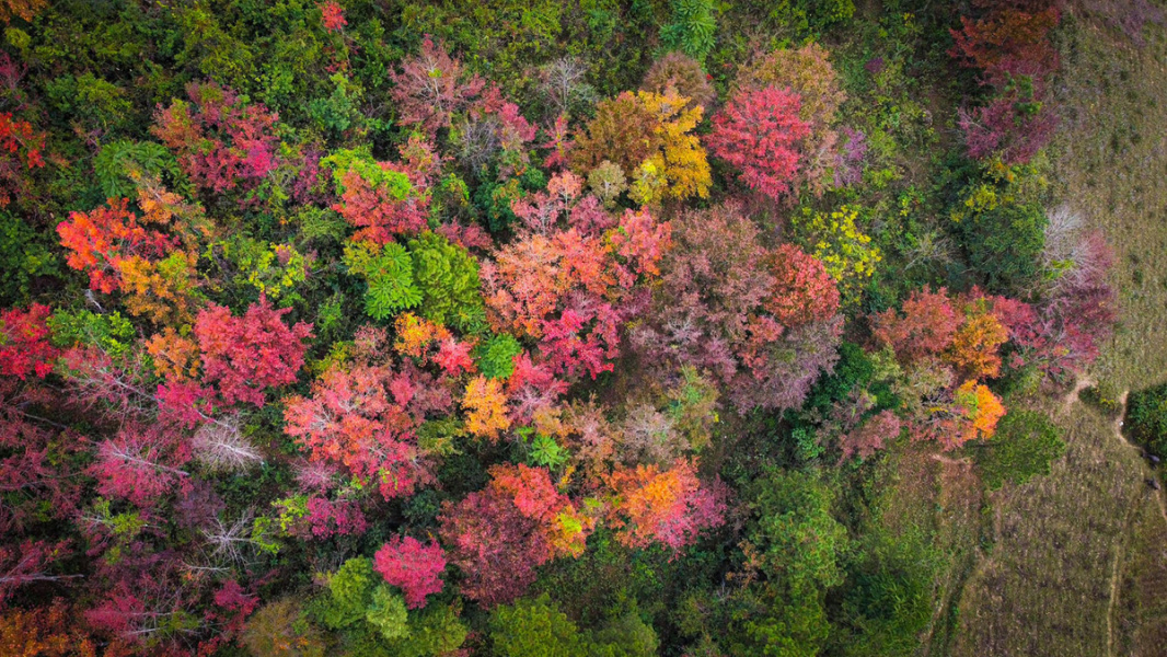 The Best time to see Maple tree in in northern Vietnam