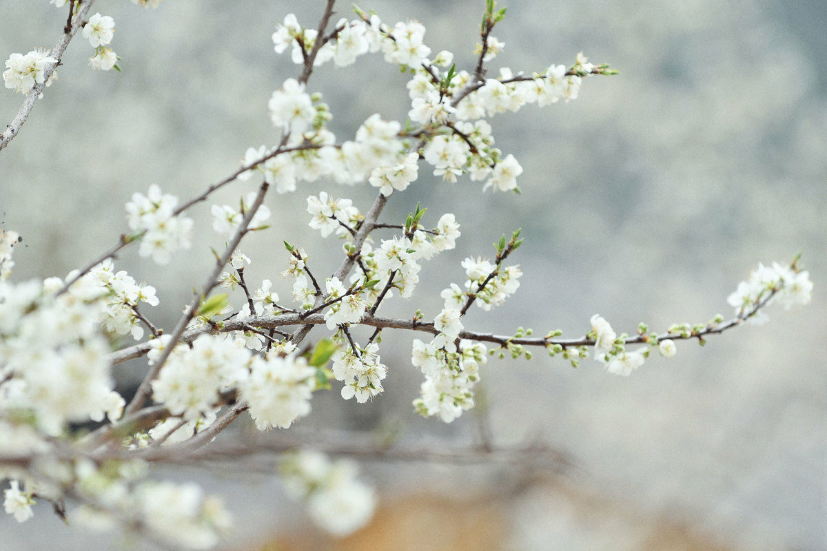 Spring in Pho Bang ancient town