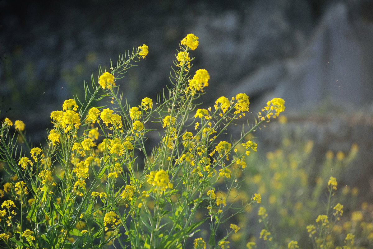 Spring in Pho Bang ancient town