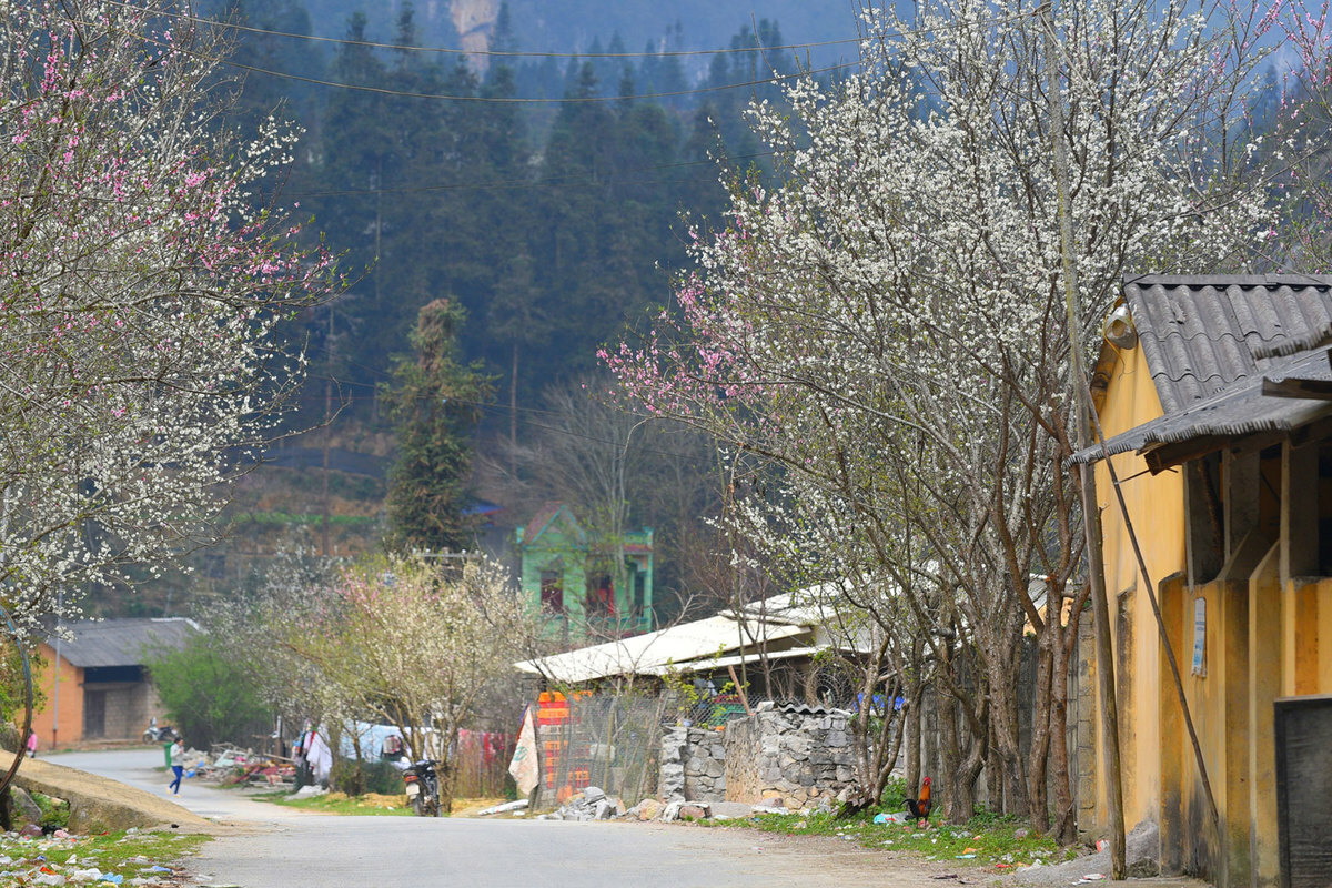 Spring in Pho Bang ancient town