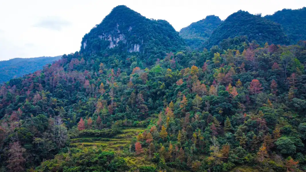 Maple tree colors transform landscape in northern Vietnam district