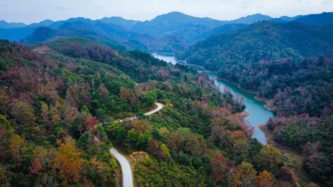 Maple tree colors transform landscape in northern Vietnam district