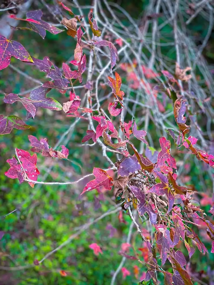 Maple tree colors transform landscape in northern Vietnam district