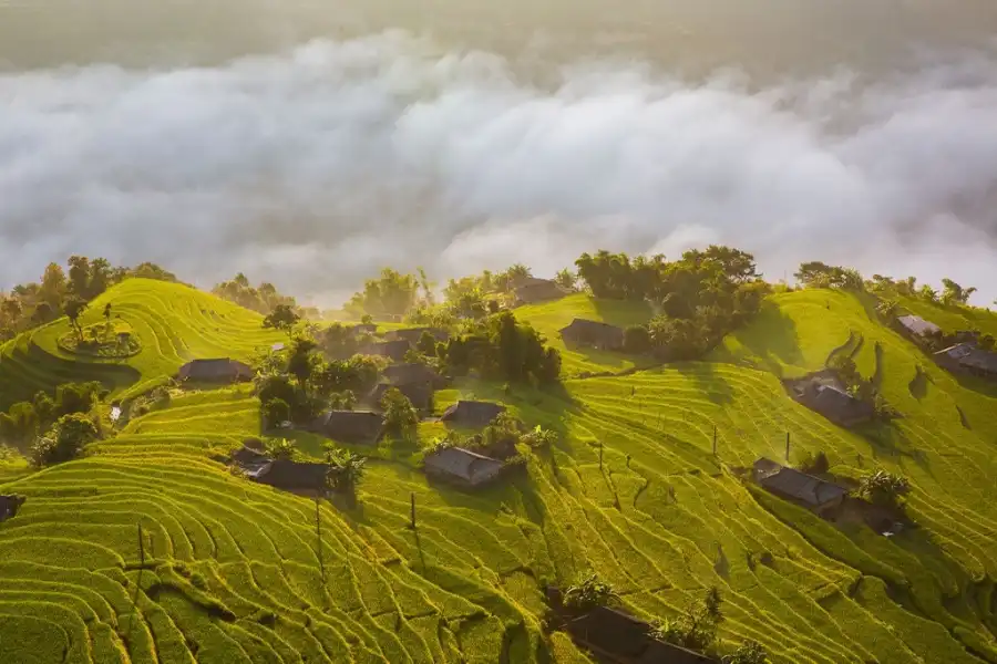ripening rice fields, ripening rice season, ripening rice fields, ripening rice season