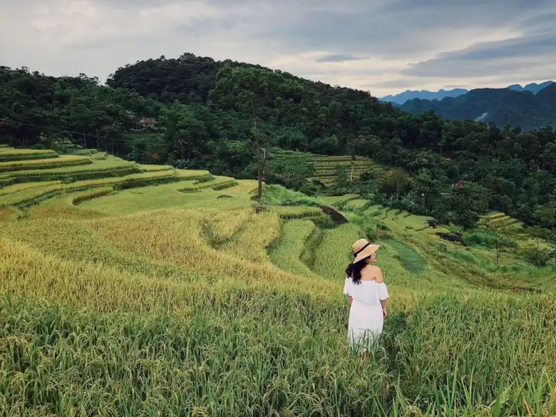 ripening rice fields, ripening rice season, ripening rice fields, ripening rice season