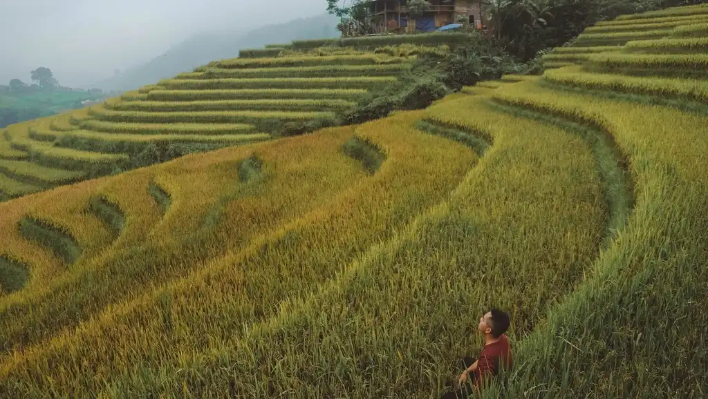 ripening rice fields, ripening rice season, ripening rice fields, ripening rice season