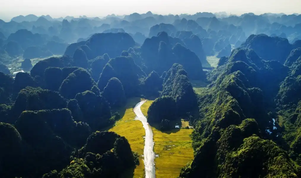 ripening rice fields, ripening rice season, ripening rice fields, ripening rice season