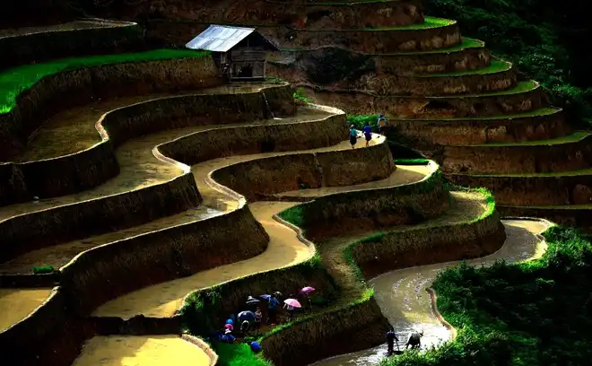 Hoang Su Phi terraced fields