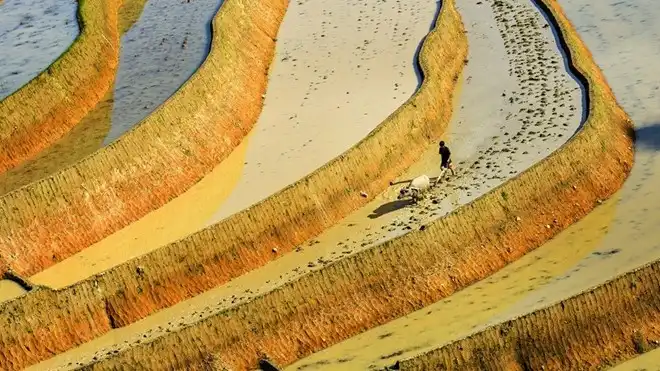 Hoang Su Phi terraced fields