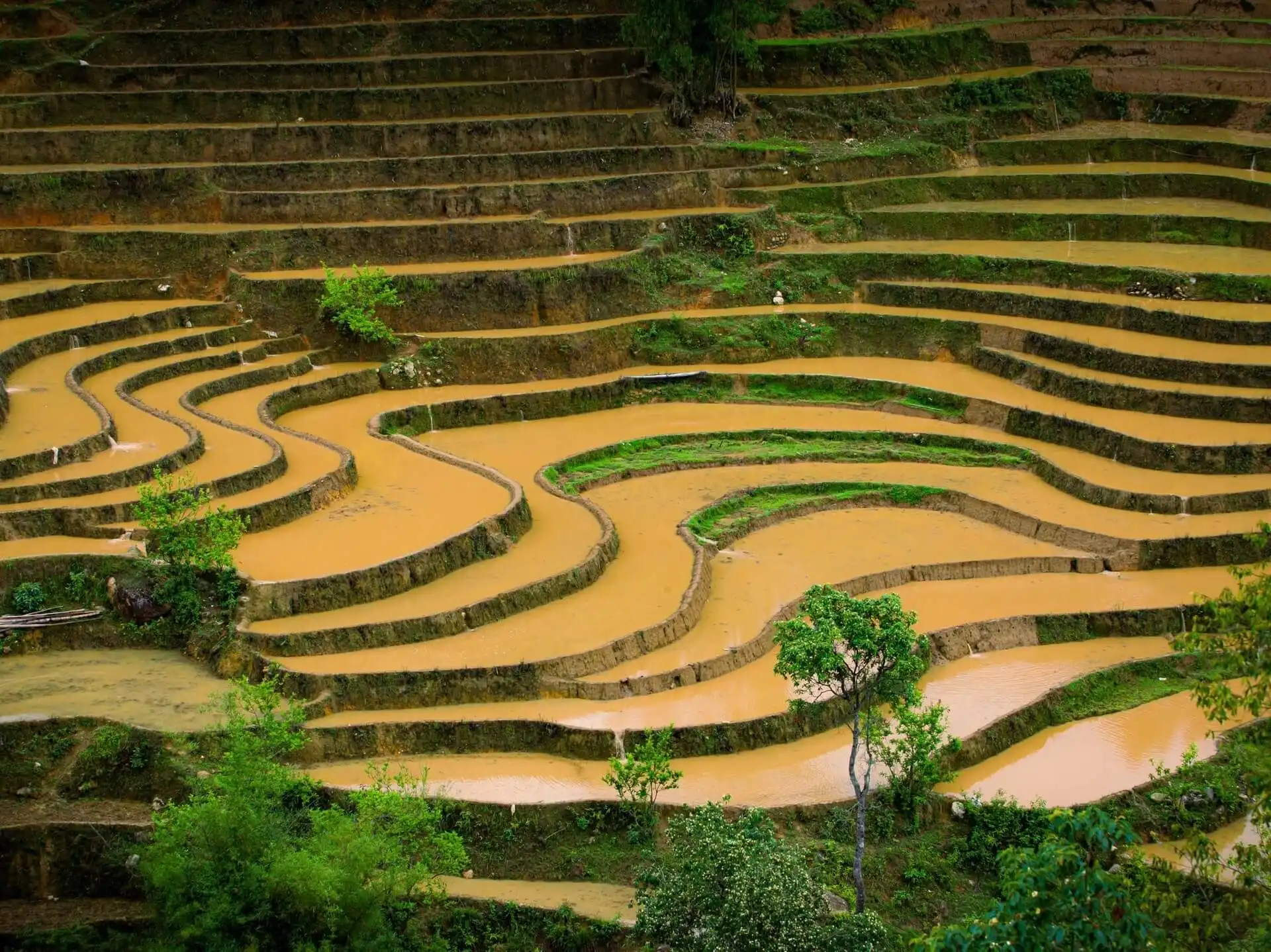 Mu Cang Chai Flooded Season – Best Time to See Vietnam’s Stunning Terraced Fields