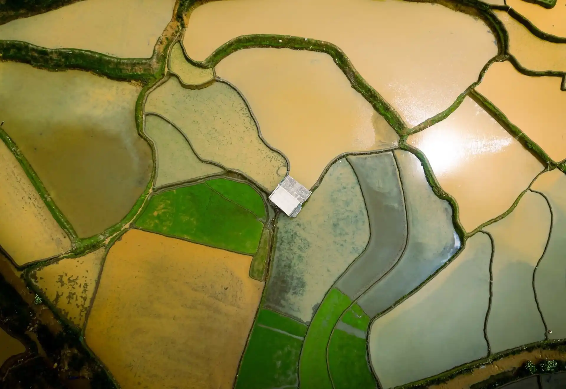 Mu Cang Chai Flooded Season – Best Time to See Vietnam’s Stunning Terraced Fields