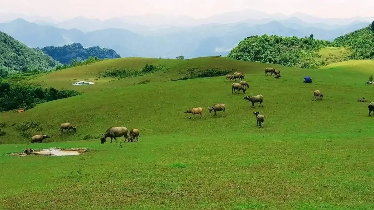 Phan Thanh Grass Hills – Nguyen Binh, Cao Bang