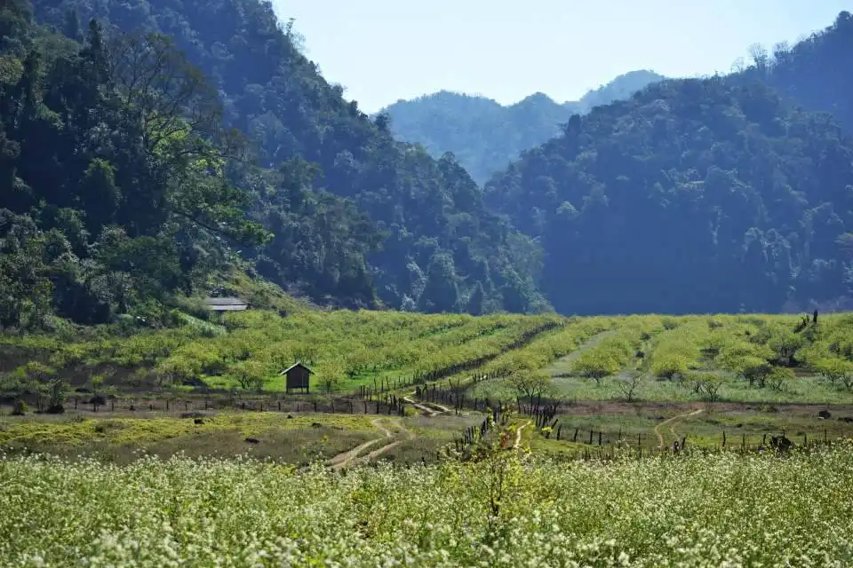Spring is the most beautiful season in Phieng Canh 