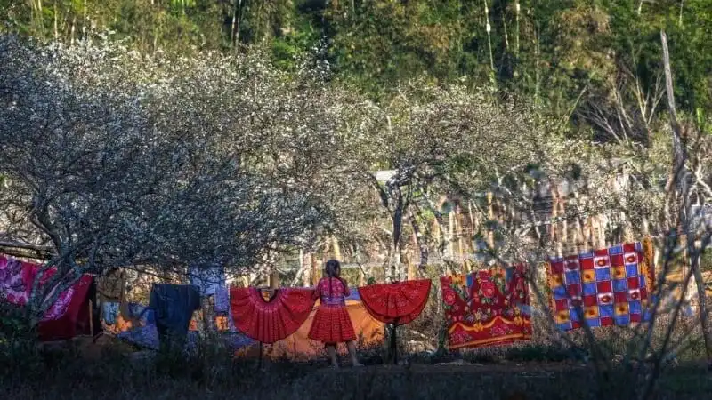 Plum blossom season in Phieng Canh