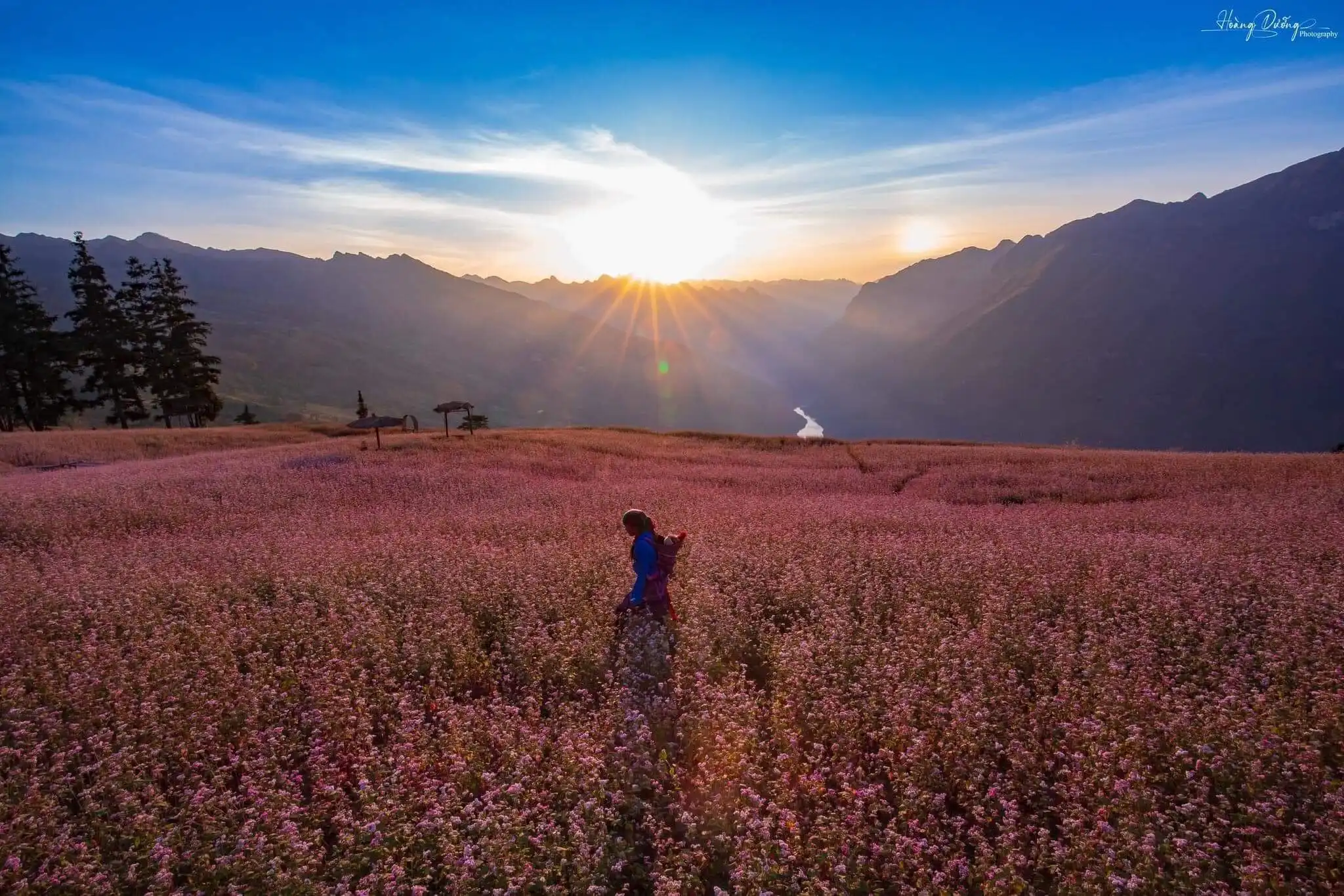 Suoi Thau Steppe – The Buckwheat flower season
