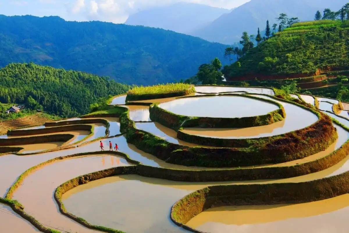 Terraced fields in Hoang Su Phi