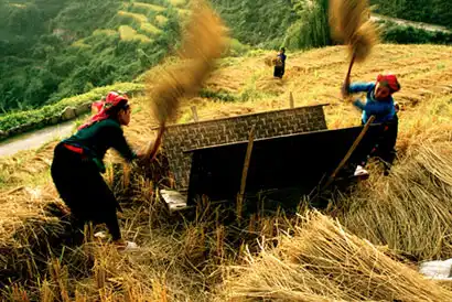 Harvesting-Time