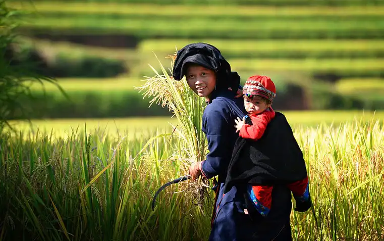 Hoang Su Phi Trekking Tour - Vision Travel