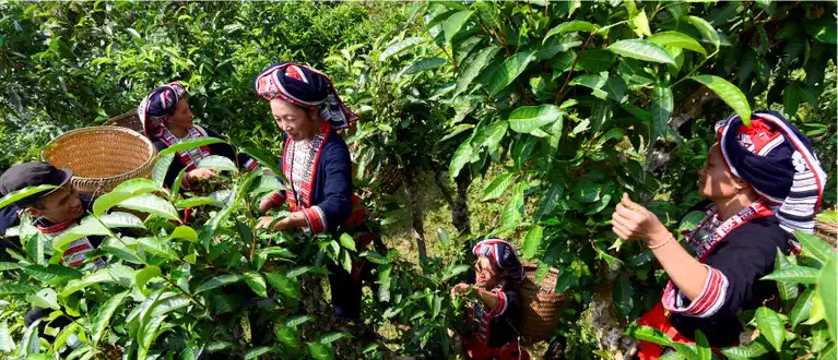 Hoang Su Phi Trekking Tour - Vision Travel