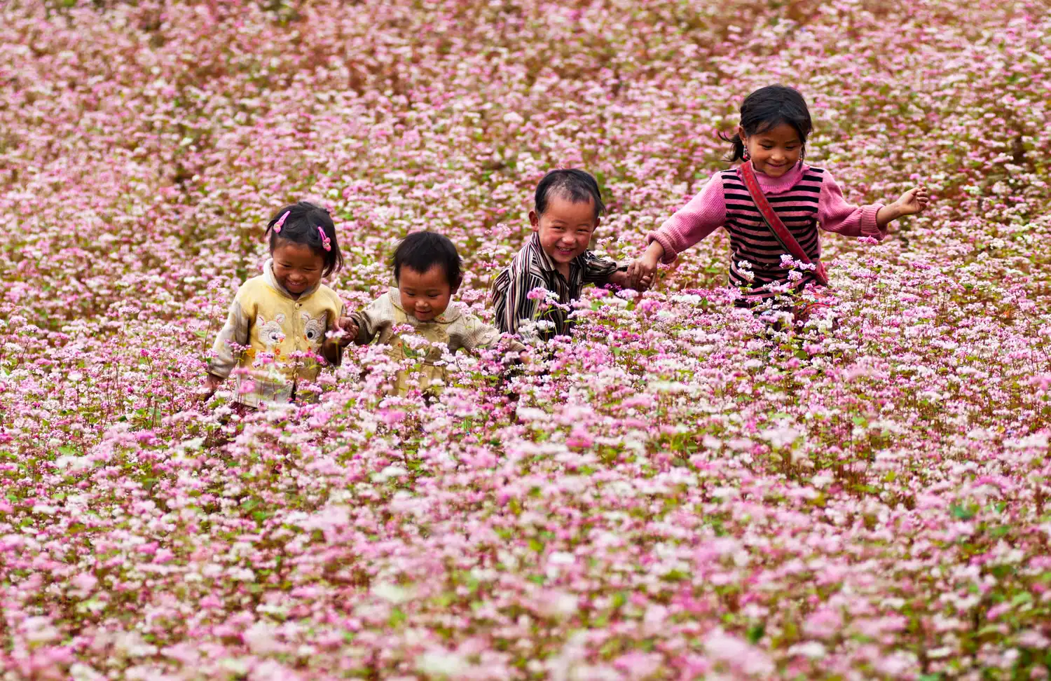 Buckwheat Flower