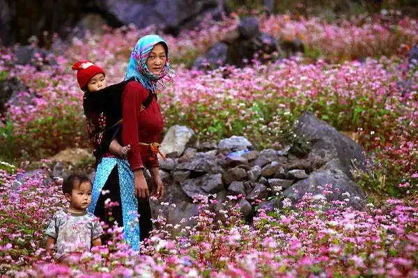 Backwheat Flower in Sung La valley