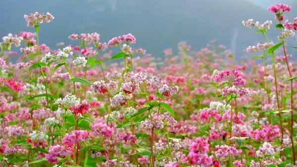 buckwheat flower in ha giang